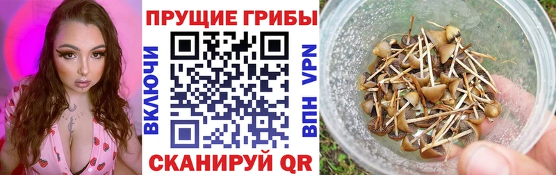 Галлюциногенные грибы MAGIC MUSHROOMS  наркошоп  Пионерский 